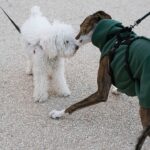 Does Homeowners Insurance Cover Dog Bites