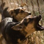 Does Homeowners Insurance Cover Dog Bites