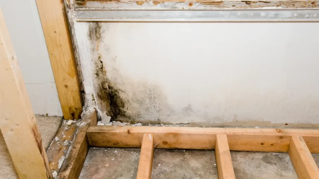 Does Homeowners Insurance Cover Mold