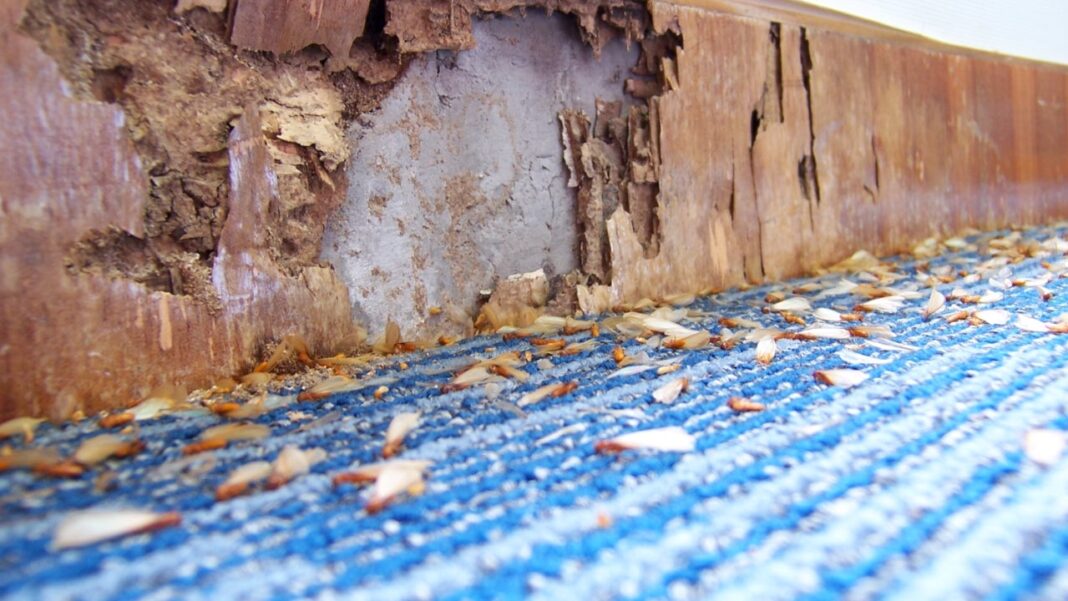 Does Homeowners Insurance Cover Termite Damage